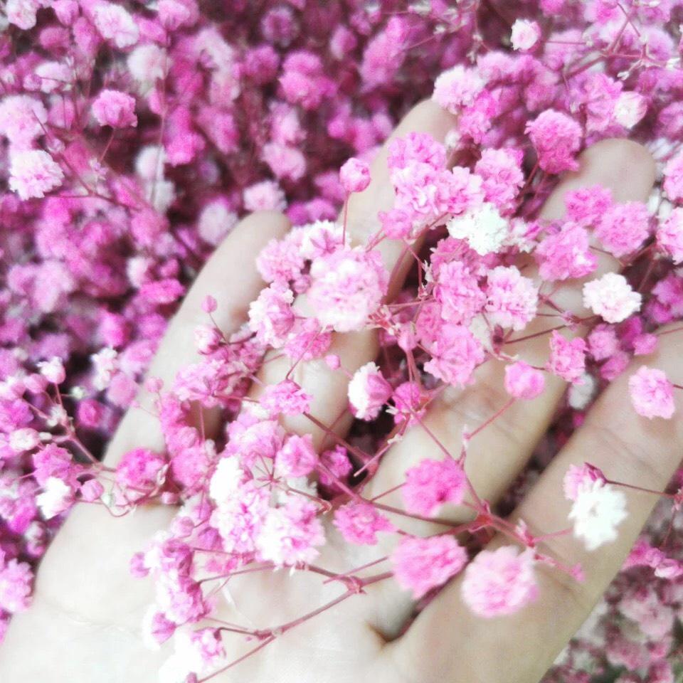 Hoa Khô - Bó 100g Hoa Baby Bloom Tuyệt Đẹp Phong Cách Vintage Trang Trí Nhà Cửa, Làm Hoa Cưới
