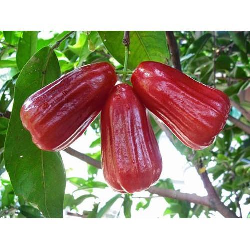 Cây ROI ĐỎ THÁI LAN ghép , cây bầu lớn quả to