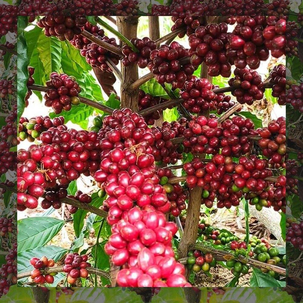 Cà phê nhân xanh Arabica từ cao nguyên Lâm Đồng Việt Nam 1kg