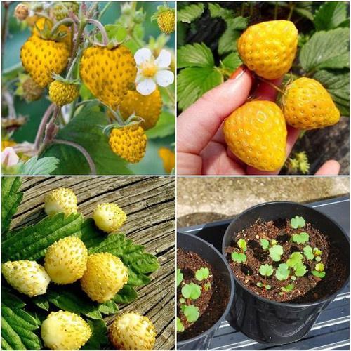 Hạt Giống Dâu Tây Vàng Chịu Nhiệt - 1 gói 100 hạt