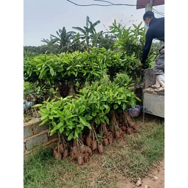 Cây giống bưởi diễn. bưởi da xanh.bưởi cát quế