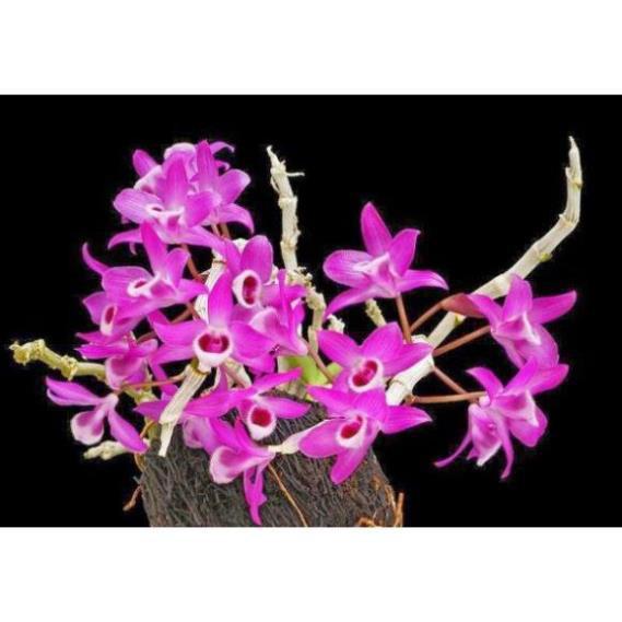 Hoa phong lan trầm tím rừng chậu phi 12