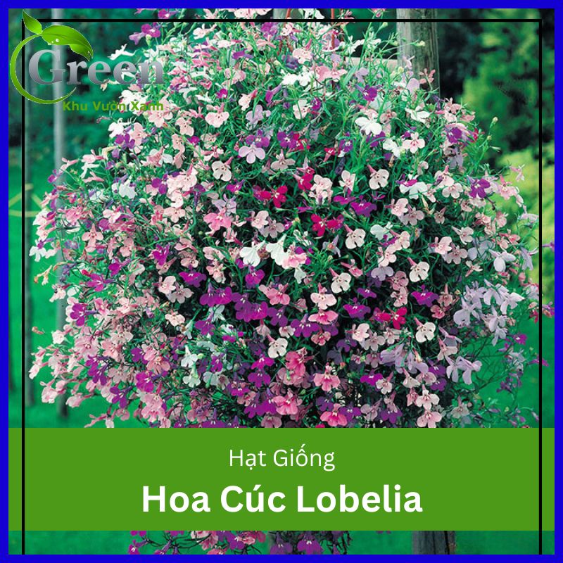 Hạt Giống Hoa Cúc Lobelia Mix Xuất Xứ Đức