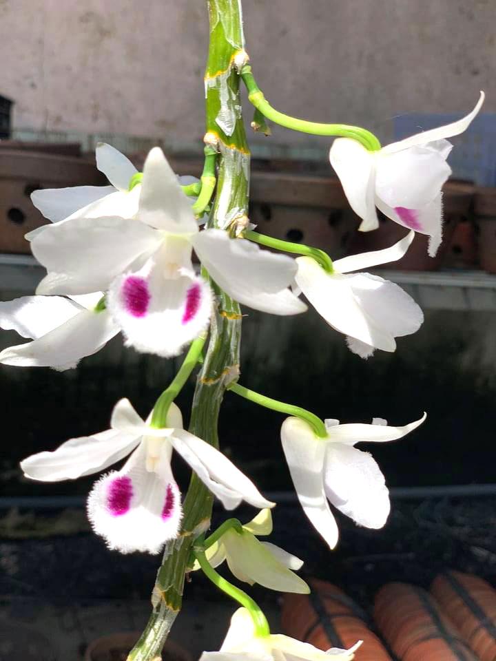 Phi điệp đột biến, phi điệp 5 cánh trắng, phi điệp 5 cánh trắng Người đẹp bình dương, cây đẹp khỏe ấm chậu