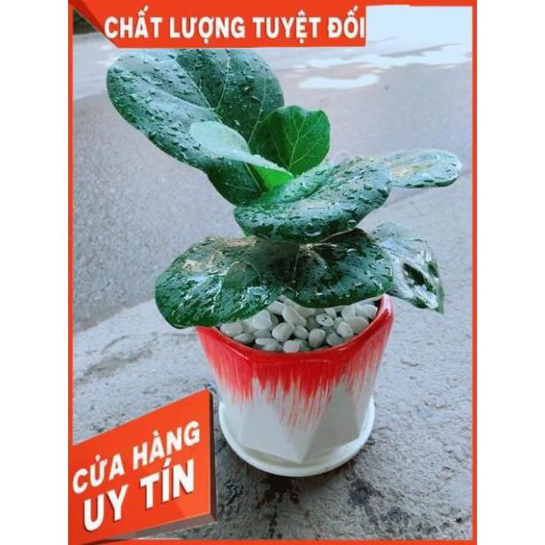 Chậu Bàng Singapore