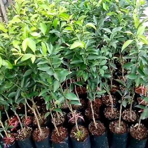 Cây quýt đường Thái không hạt siêu sớm