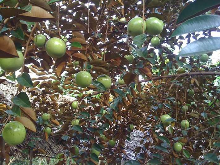 Cây giống Vú Sữa lò rèn giống