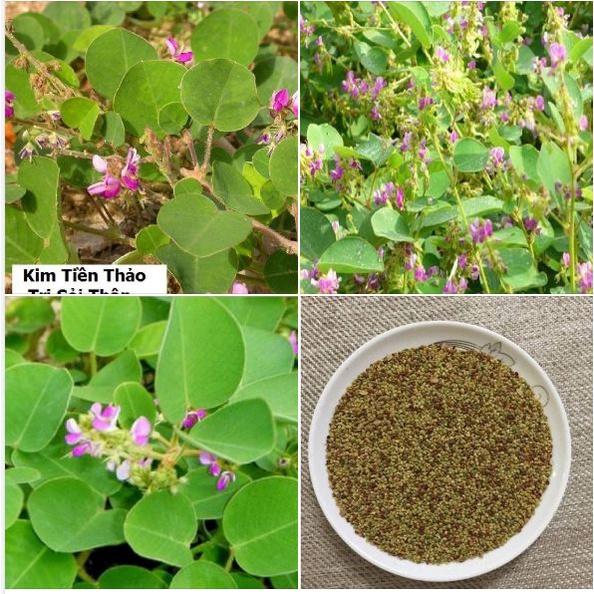 Hạt giống Kim tiền thảo _ cây dược liệu_1 gói 50 hạt