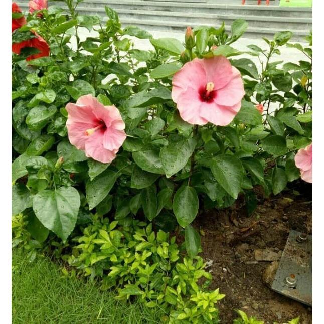 Hạt giống hoa râm bụt lùn Thái Mix màu - gói 10 hạt