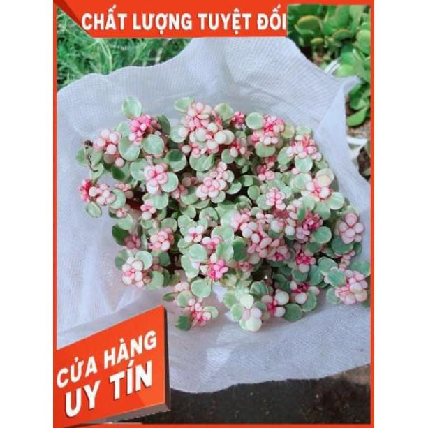 Đô La Hồng