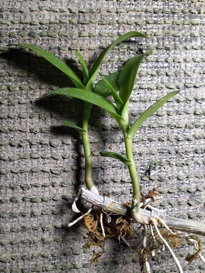 Phi điệp ĐỎ CÁNH MAI chuẩn giống cam kết chất lượng