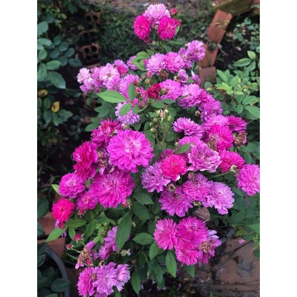 Hoa hồng ngoại thân bụi Purple Rain – cây to. già khỏe trồng bịch vải