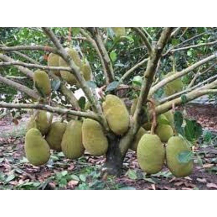 CÂY MÍT TA GIỐNG - Nhanh Quả thơm ngon nhiều múi