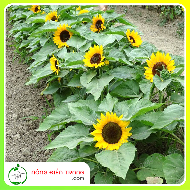 Hạt Giống Hoa Hướng Dương Lùn Vàng - Giống Nảy Mầm Khỏe, Ra Hoa Nhiều To Đẹp VTNN Nông Điền Trang