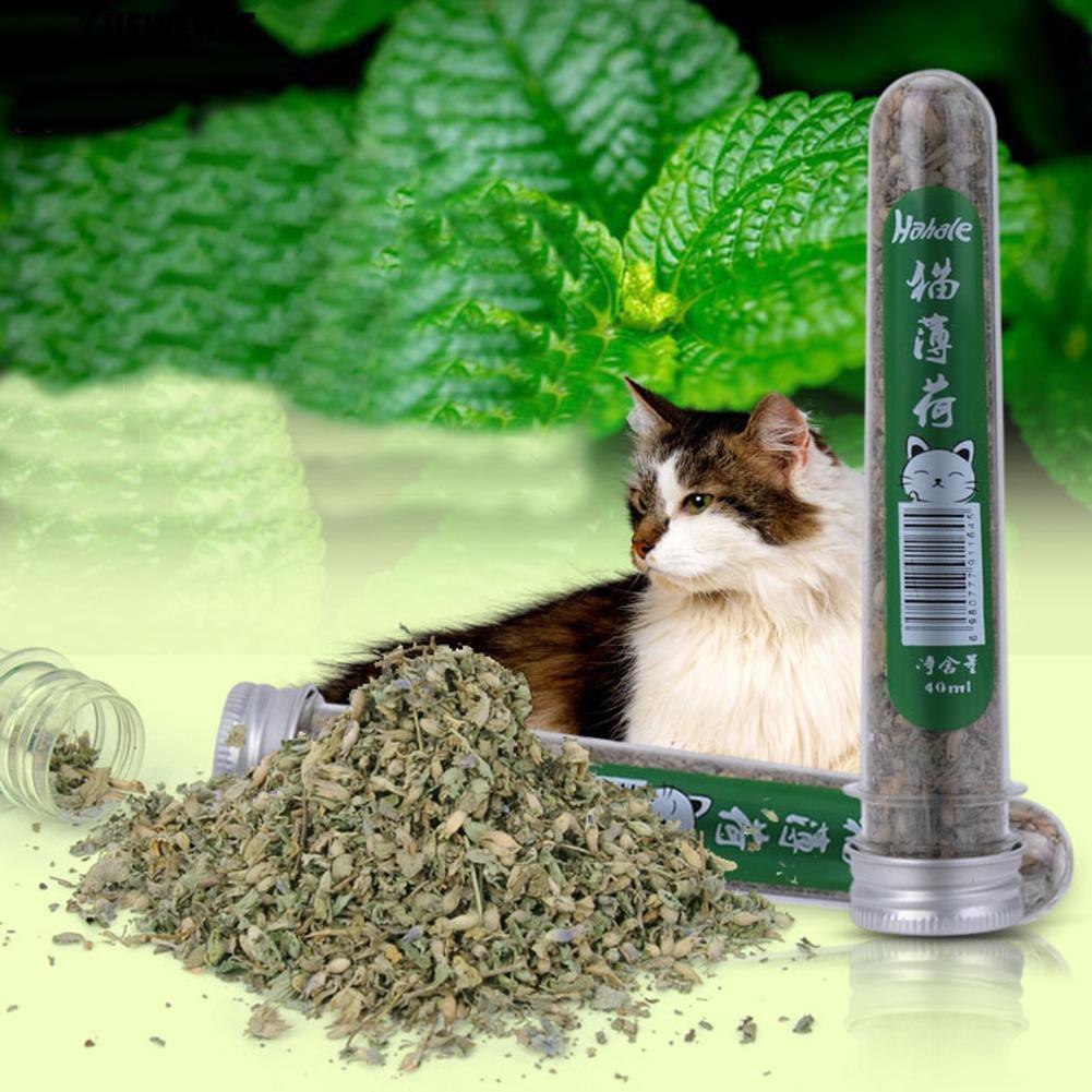 Catnip cỏ mèo lá bạc hà khô phê pha cho mèo - HaiMin Petshop