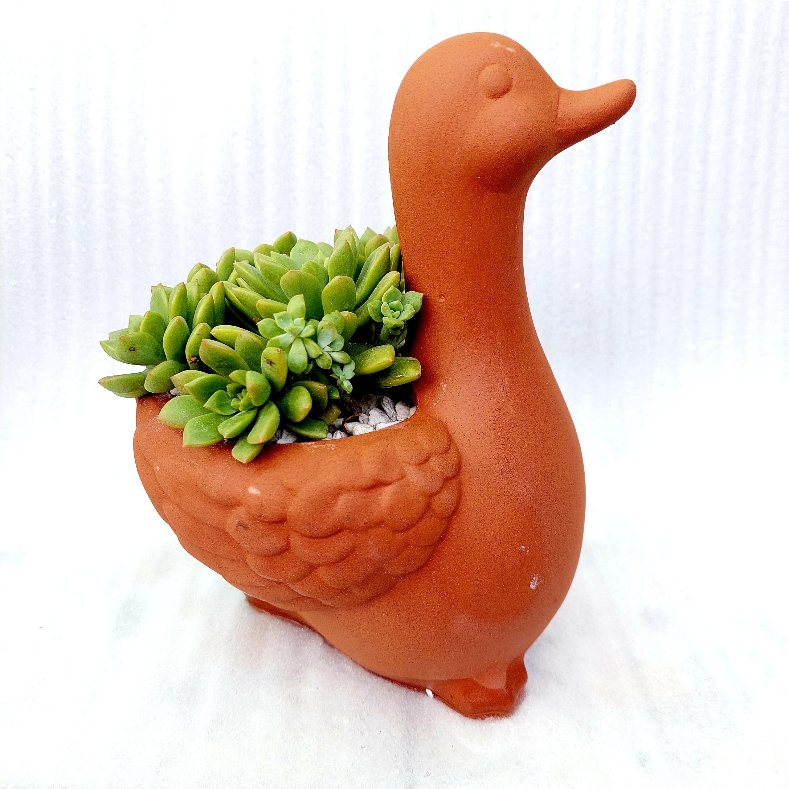 Chậu đất nung Bình Dương - Vịt thiếu nhi, miệng chậu 8cm, chiều cao 9cm tới lưng, 20cm tới đầu