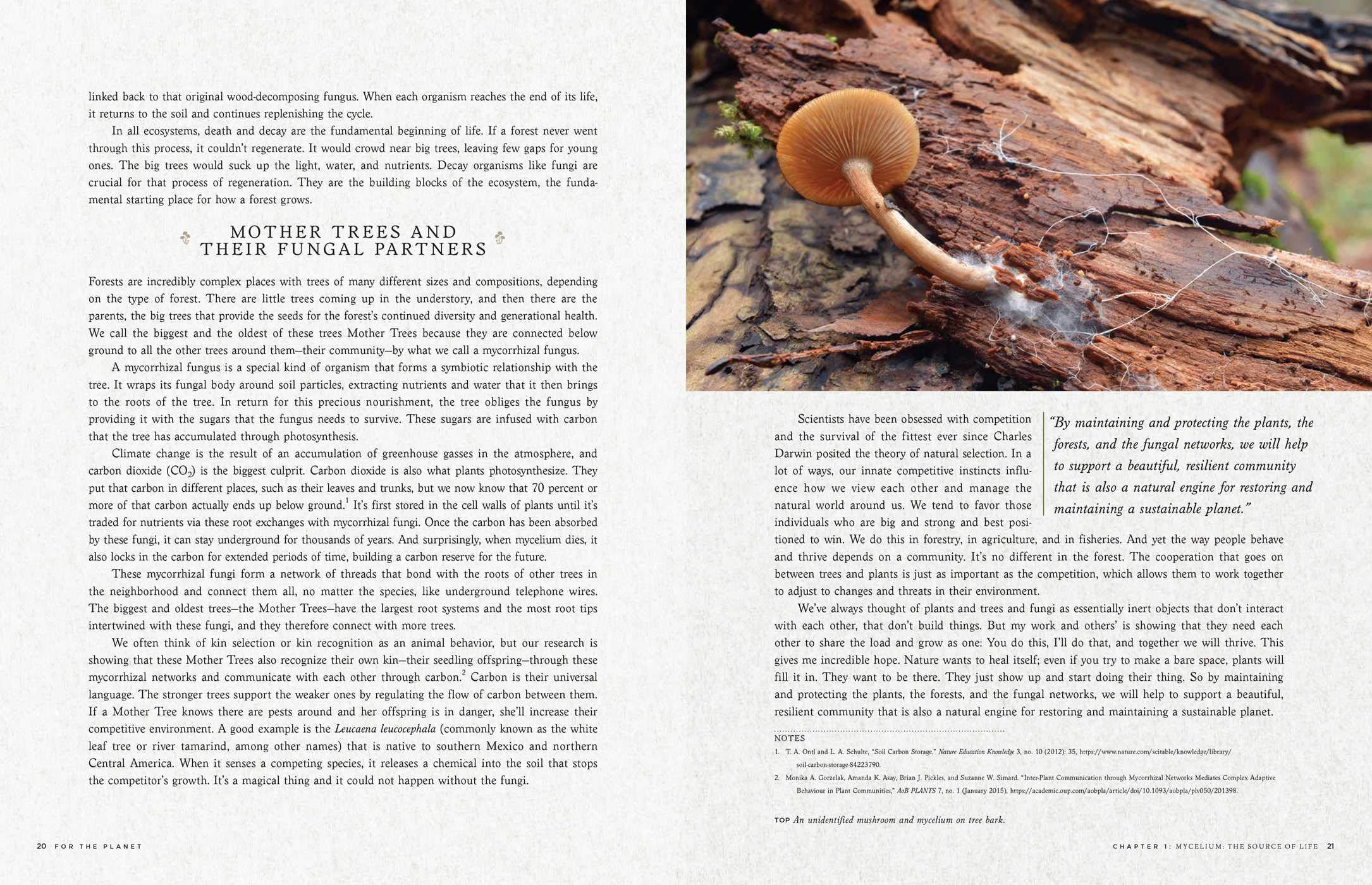 Fantastic Fungi: How Mushrooms Can Heal, Shift Consciousness, And Save The Planet