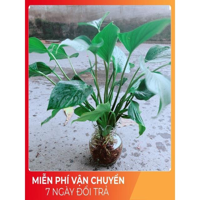 Chậu Thanh Tâm Thuỷ Sinh