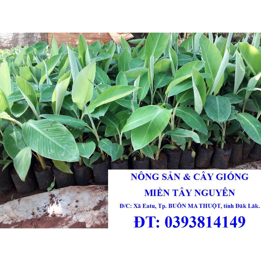 CÂY GIỐNG CHUỐI NGỰ ĐẠI HOÀNG cấy mố siêu sớm [ 100% giống chuẩn, CÓ BẢO HÀNH ] ) [ ĐƯỢC ĐỒNG KIỂM ]