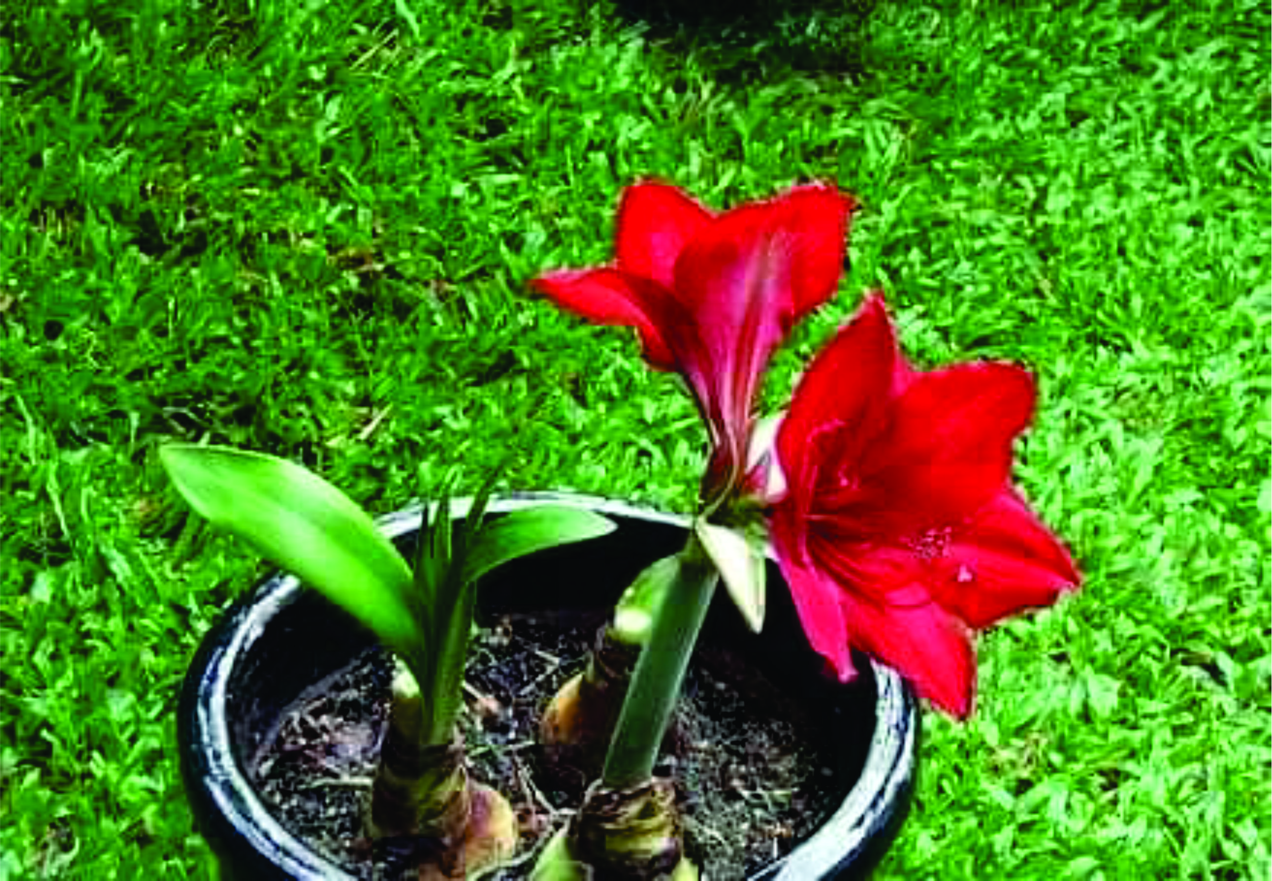 COMBO 5 CỦ HOA LAN HUỆ