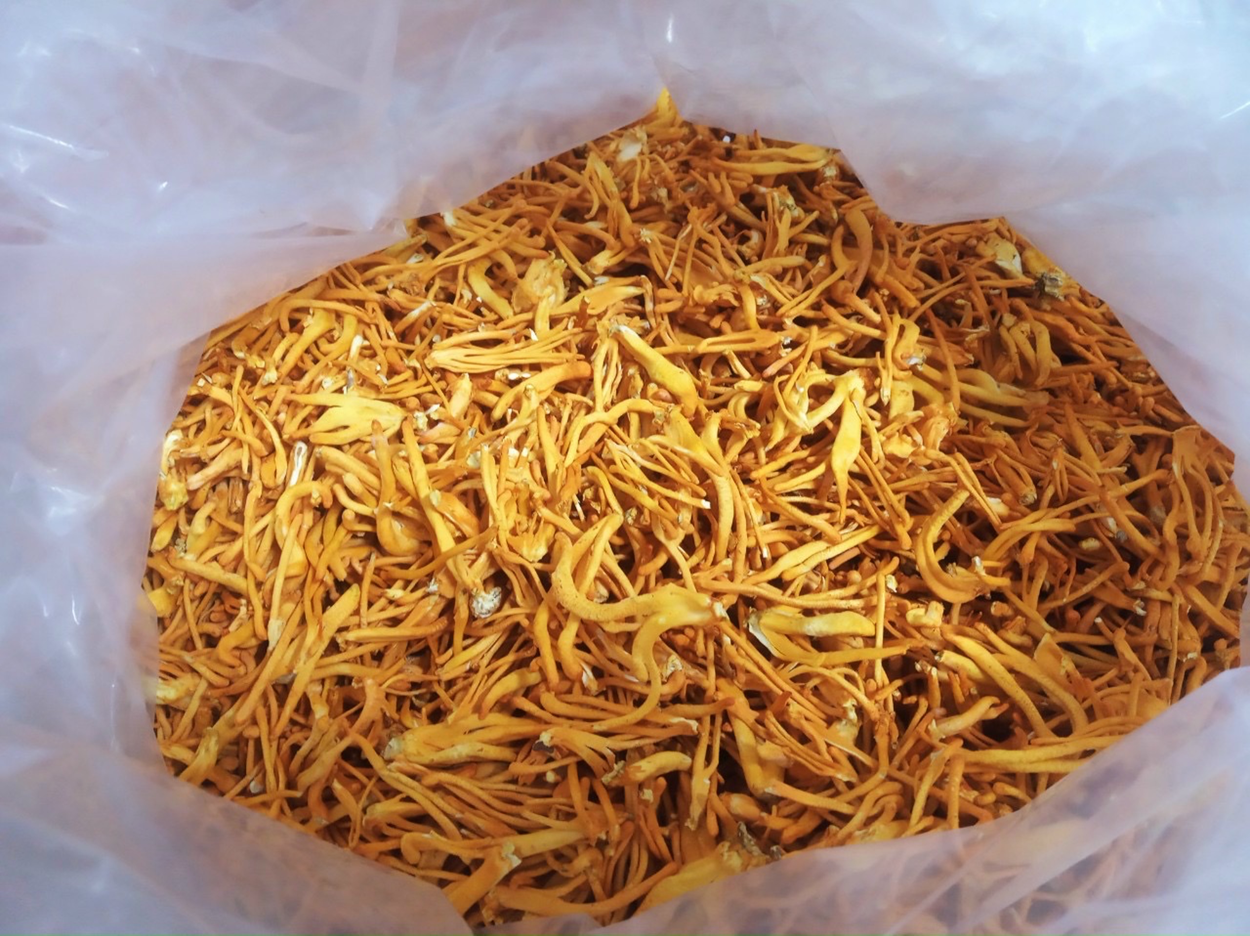 ĐÔNG TRÙNG HẠ THẢO BDAGRI SẤY THĂNG HOA (LỌ 20G) LOẠI TIÊU CHUẨN
