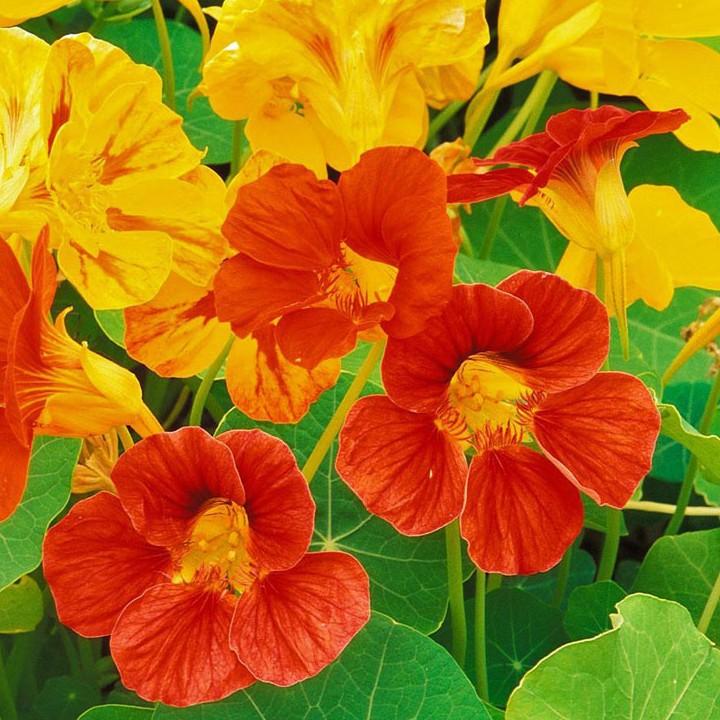 Hạt giống hoa sen cạn