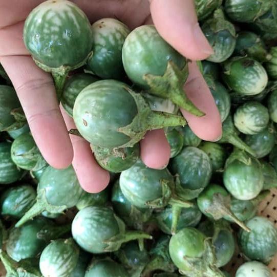 Hạt giống cà đắng đồng bào Bana Tây Nguyên