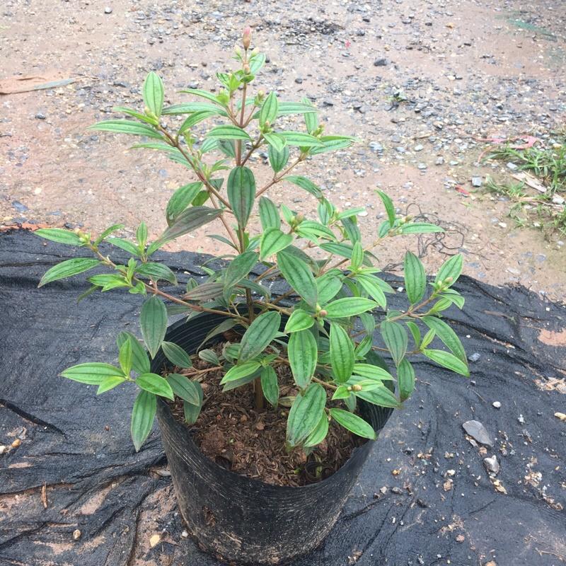 Cây sim tím trồng bịch đen đã có nụ và đang ra hoa