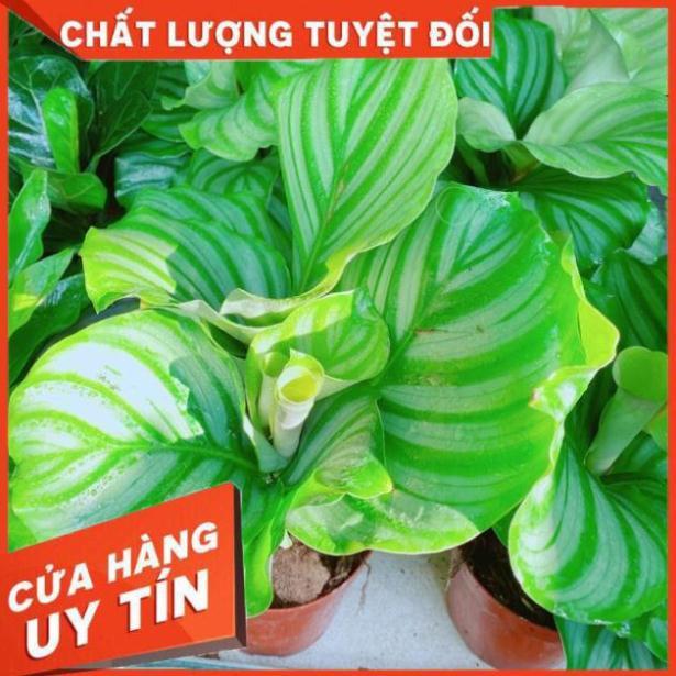 Chậu đuôi công xanh