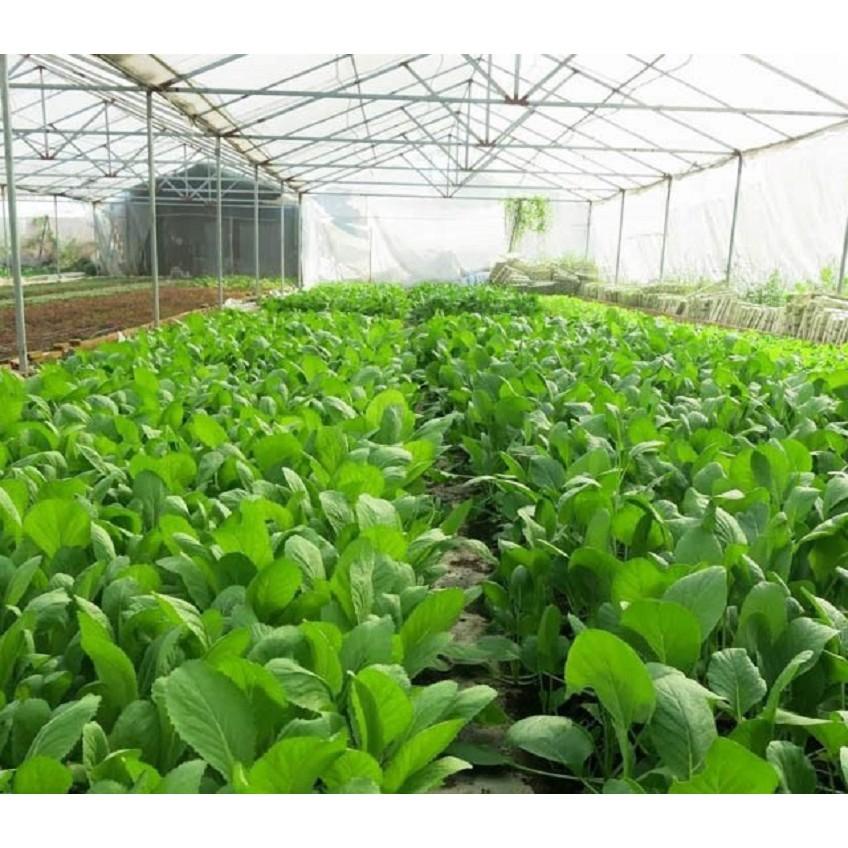 Hạt Giống Rau Cải Bẹ Xanh Loại Siêu Dễ Trồng & Dễ Thu Hoạch Tặng kèm Hướng Dẫn Trồng