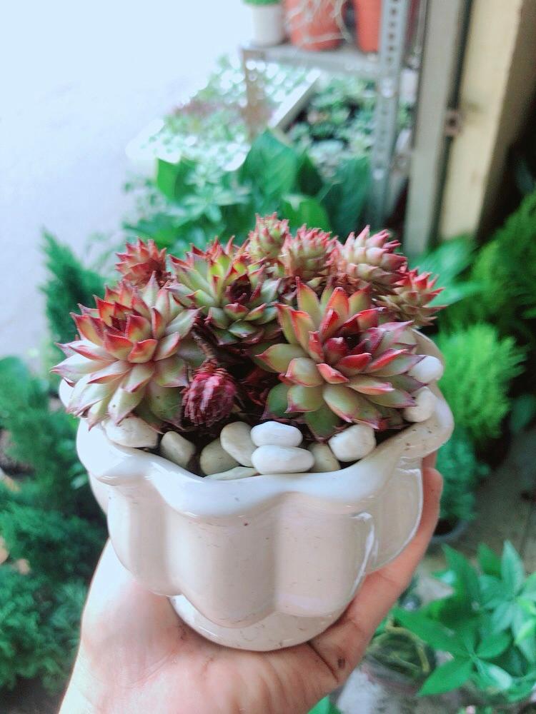 Chậu Sen Phật Bà Đỏ