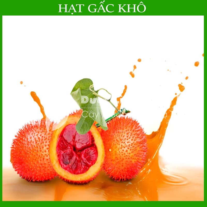 Hạt Gấc khô đóng gói 500g - Hàng Công Ty loại 1