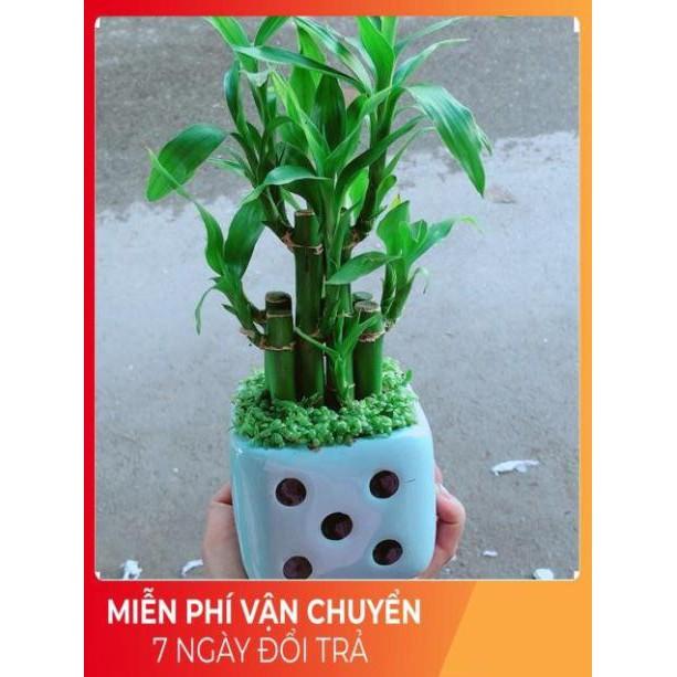 Chậu Trúc Phát Tài