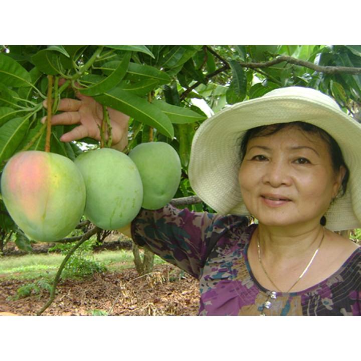 Cây giống soài úc