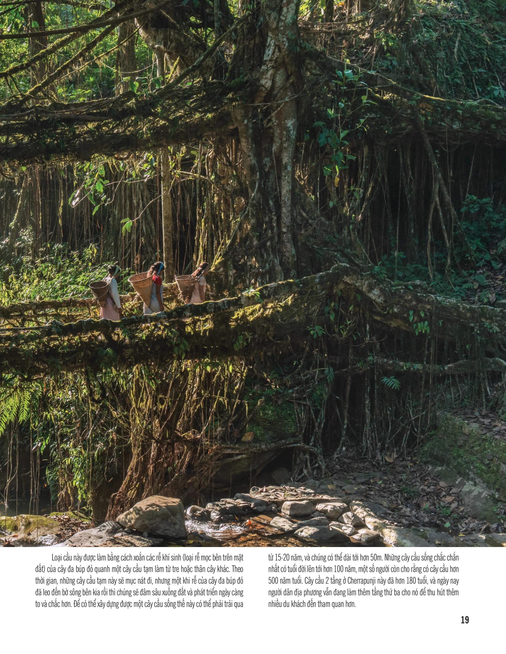 Bách Khoa Thư Về Thế Giới Thực Vật - Cây, Lá, Hoa Và Hạt