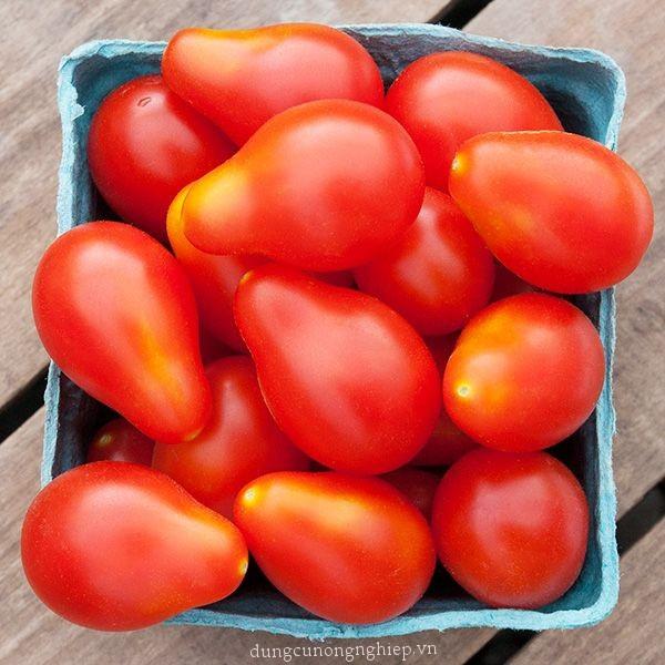 Hạt giống cà chua quả trái lê đỏ 30 hạt/gói
