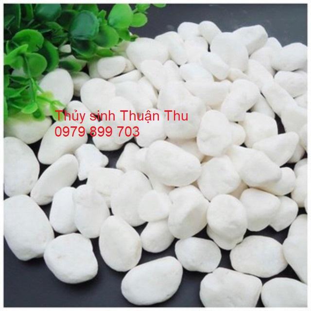 1kg Sỏi trắng trang trí tiểu cảnh sân vườn, non bộ, bể cá, bể thủy sinh
