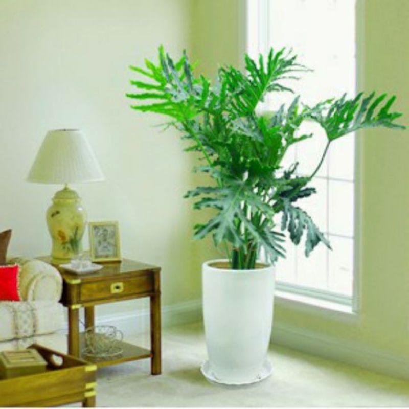 Trầu Bà Thanh Xuân