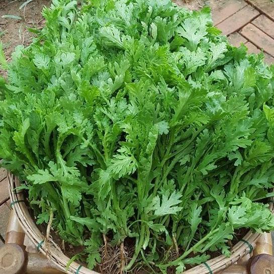 Combo 2 gói Hạt giống rau cải cúc  gói 20gram/tặng kèm gói phân bón lót