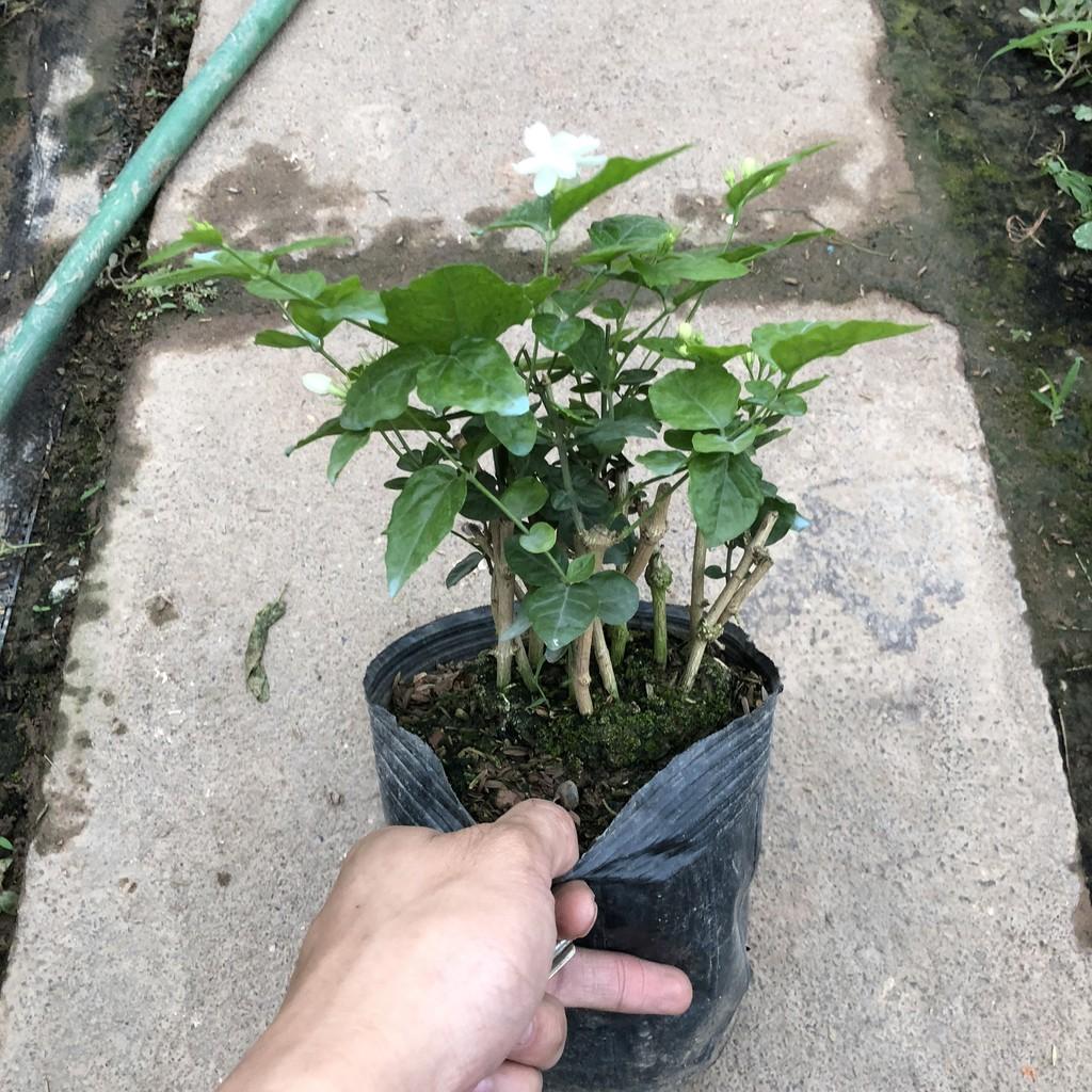Cây hoa nhài kép , chiều cao 20-25cm bụi sum suê hoa cực thơm nhiều công dụng, thích hợp trang trí cảnh quan