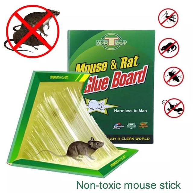 Kiêu siêu dính bẫy chuột hiệu quả