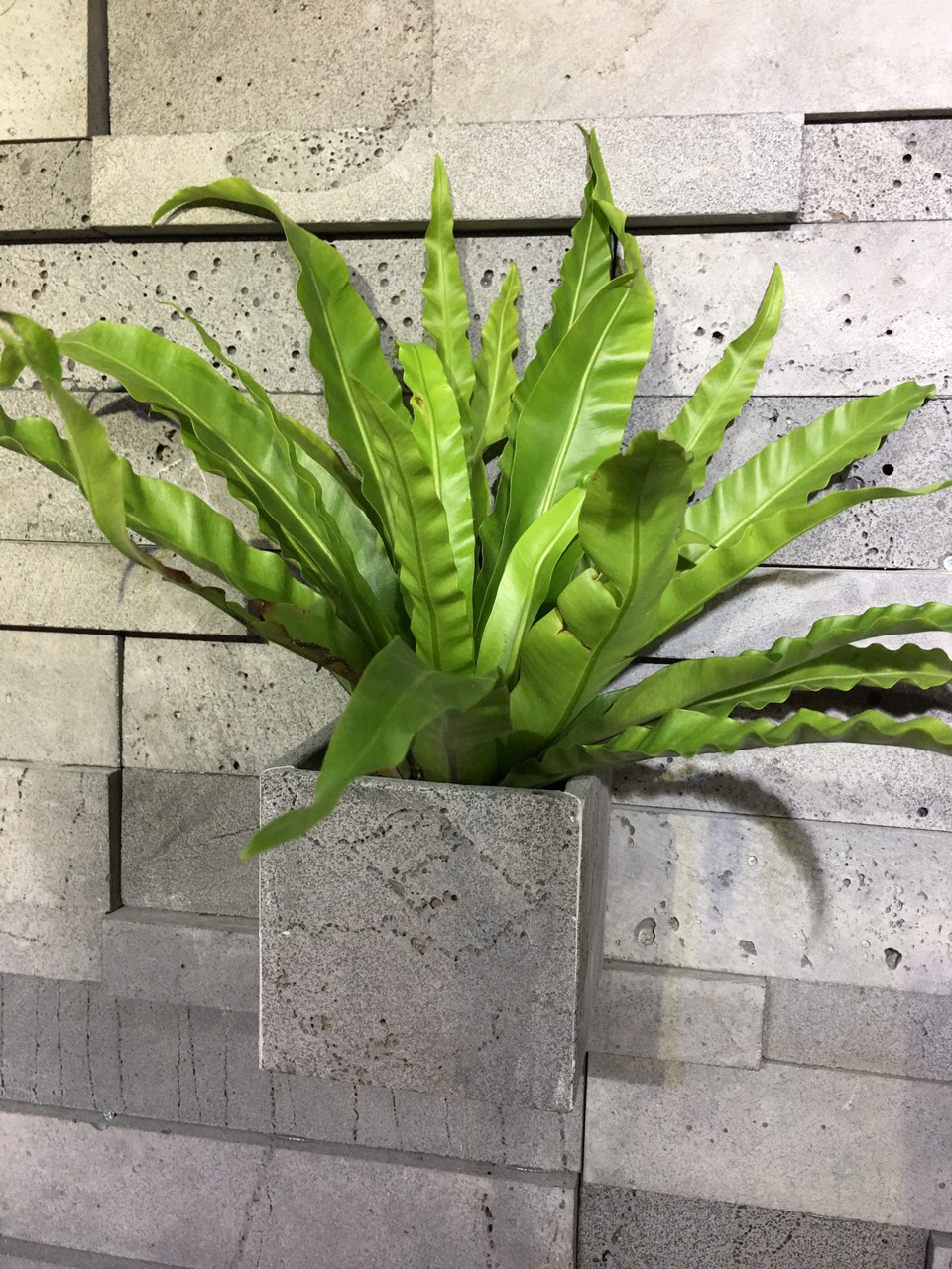 Chậu ốp tường, treo tường trồng hoa hình vuông 15x15x15cm bằng đá ong xám tự nhiên trồng cây ngoài trời không hư không nứt tét