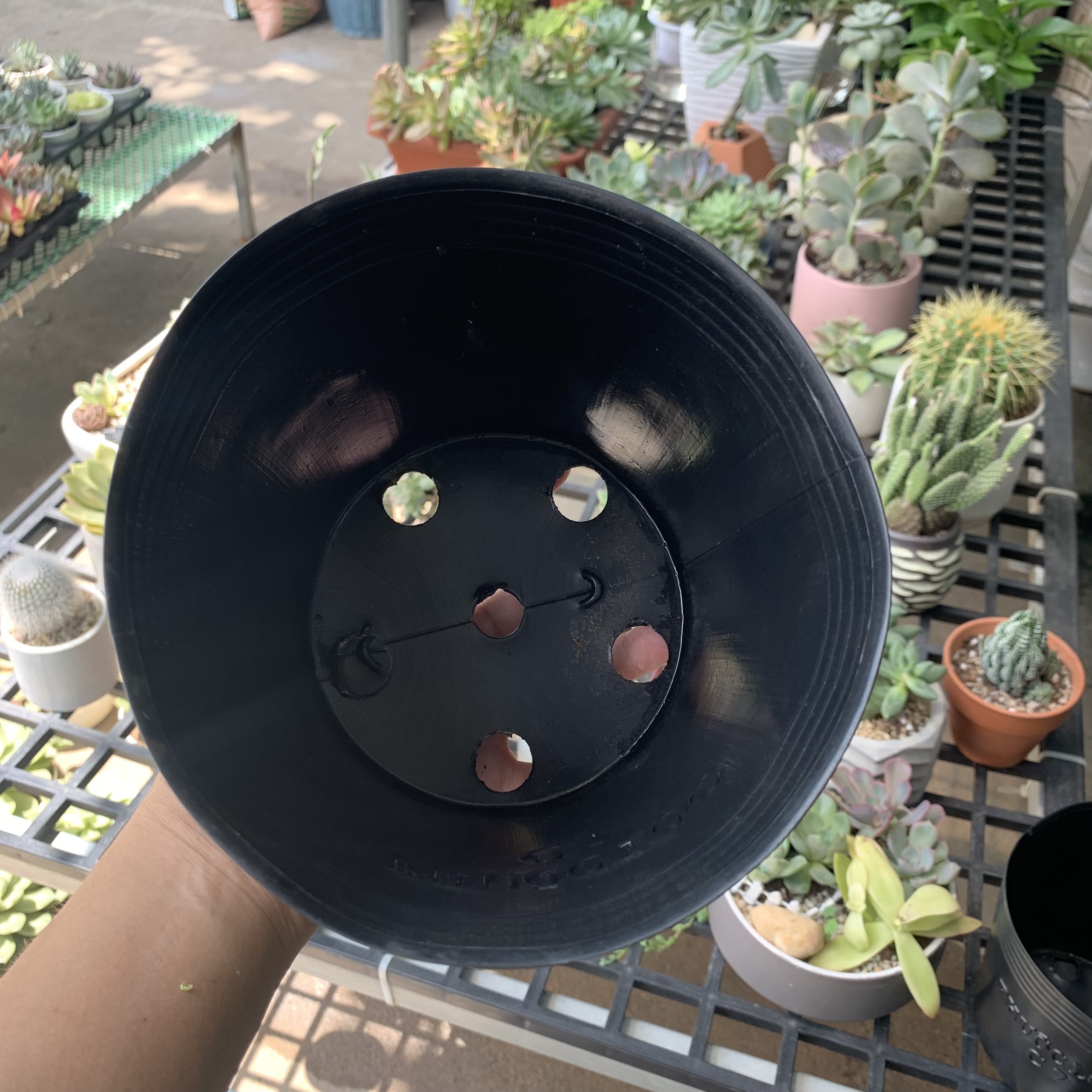 50 Bầu ươm cây cứng C7, chậu nhựa đen trồng cây, ươm cây hàng tốt