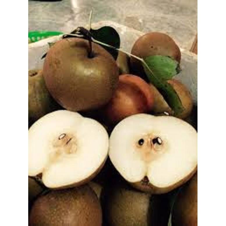 Giống cây lê nâu