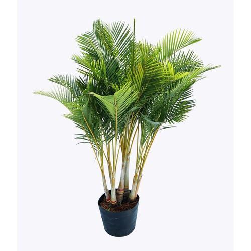 CAU LỤA VÀNG CÂY CAU NHẬT BẦU CÂY GIỐNG -