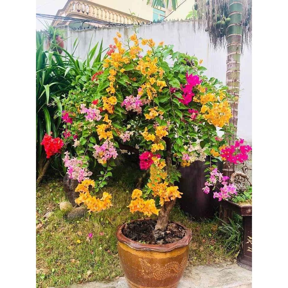 HOA GIẤY ĐẶC BIỆT - CÂY CÓ BẦU TO NHIỀU RỄ - MẦM KHỎE