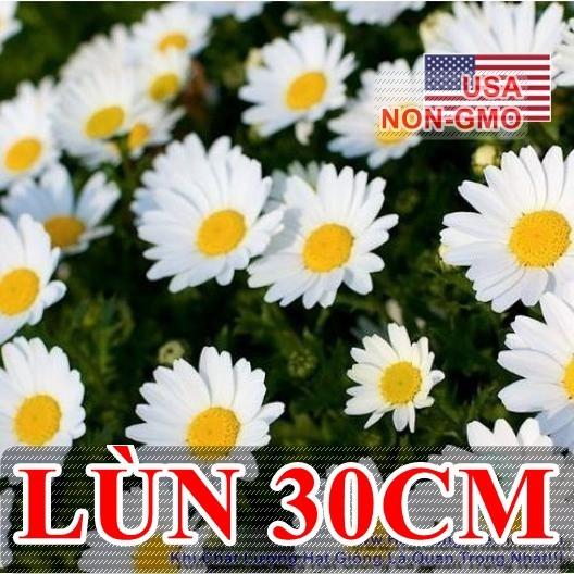 50h Hạt Giống Hoa Cúc Chi Trắng Siêu Lùn Creeping 30cm