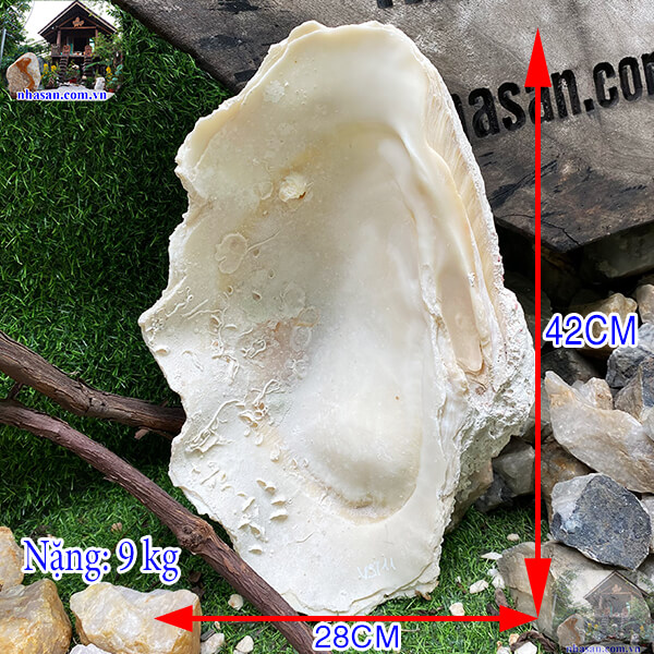 Sò tai tượng hóa ngọc - Tài nguyên độc đáo cho nghệ thuật điêu khắc-9kg - VST11