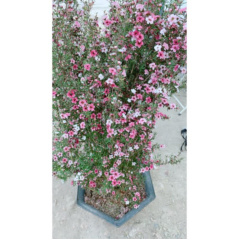 Nhất Chi Mai Cao 1m