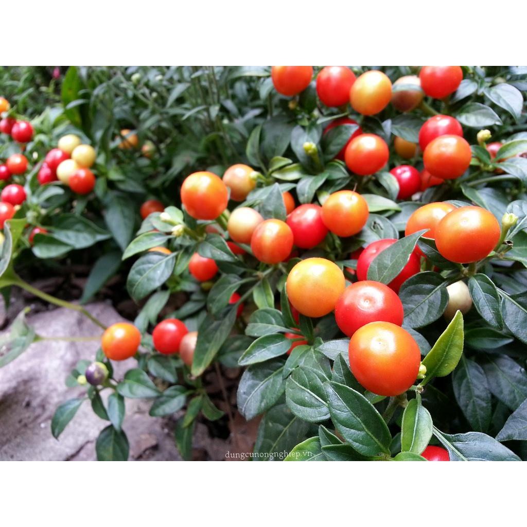 Hạt giống ớt kiểng quả tròn KNS3364 - Gói 30 hạt